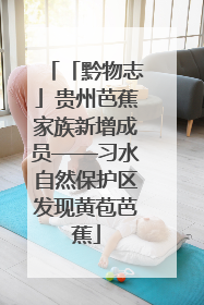 「黔物志」贵州芭蕉家族新增成员——习水自然保护区发现黄苞芭蕉