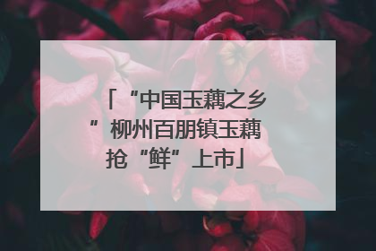 “中国玉藕之乡”柳州百朋镇玉藕抢“鲜”上市