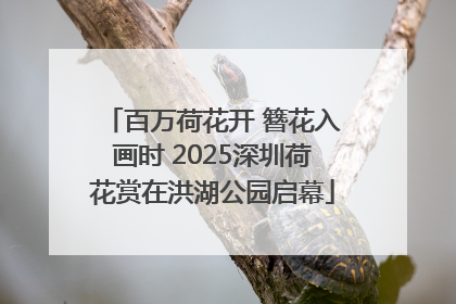 百万荷花开 簪花入画时 2025深圳荷花赏在洪湖公园启幕