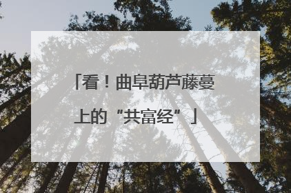 看！曲阜葫芦藤蔓上的“共富经”