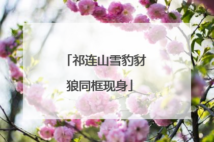 祁连山雪豹豺狼同框现身