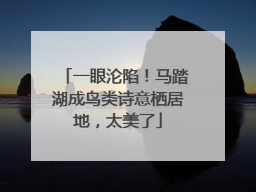 一眼沦陷！马踏湖成鸟类诗意栖居地，太美了