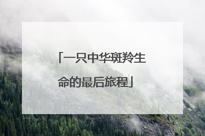 一只中华斑羚生命的最后旅程
