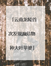 云南龙陵首次发现濒危物种大叶苹婆