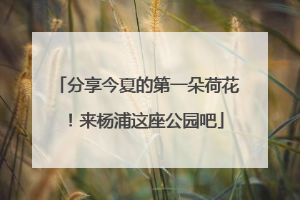 分享今夏的第一朵荷花！来杨浦这座公园吧