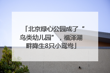 北京绿心公园成了“鸟类幼儿园”，福泽湖畔降生8只小鸳鸯
