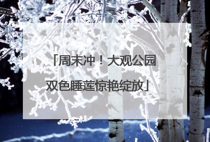 周末冲！大观公园双色睡莲惊艳绽放