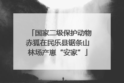 国家二级保护动物赤狐在民乐县锯条山林场产崽“安家”