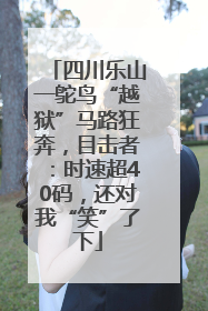 四川乐山一鸵鸟“越狱”马路狂奔，目击者：时速超40码，还对我“笑”了下