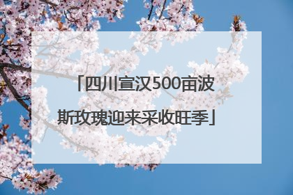 四川宣汉500亩波斯玫瑰迎来采收旺季