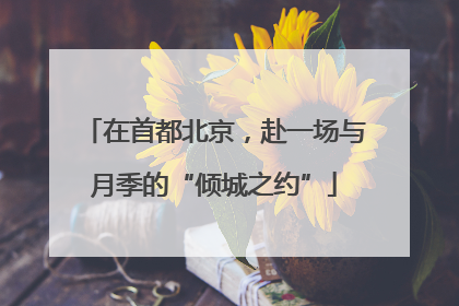 在首都北京，赴一场与月季的“倾城之约”