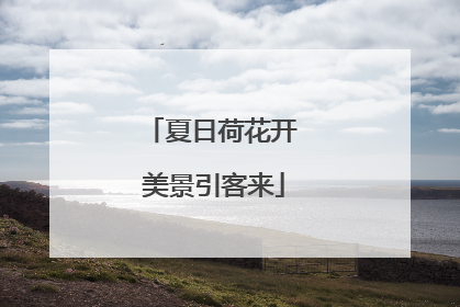 夏日荷花开 美景引客来