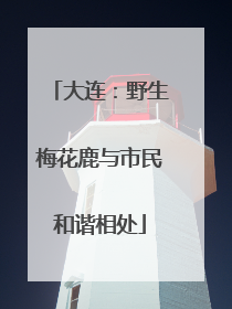 大连：野生梅花鹿与市民和谐相处