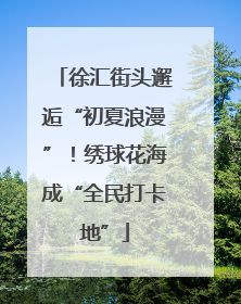 徐汇街头邂逅“初夏浪漫”！绣球花海成“全民打卡地”