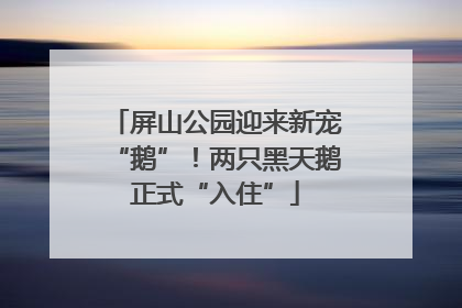 屏山公园迎来新宠“鹅”！两只黑天鹅正式“入住”