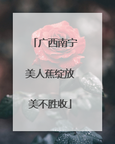 广西南宁美人蕉绽放美不胜收