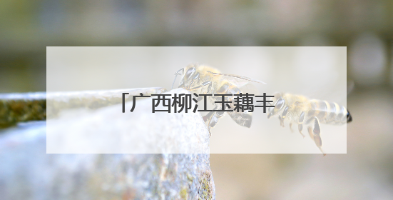 广西柳江玉藕丰收 村民采藕忙