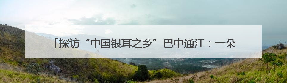 探访“中国银耳之乡”巴中通江：一朵“小银耳”成为富民兴县“大产业”