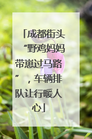 成都街头“野鸡妈妈带崽过马路”，车辆排队让行暖人心