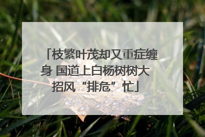 枝繁叶茂却又重症缠身 国道上白杨树树大招风“排危”忙