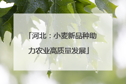 河北：小麦新品种助力农业高质量发展