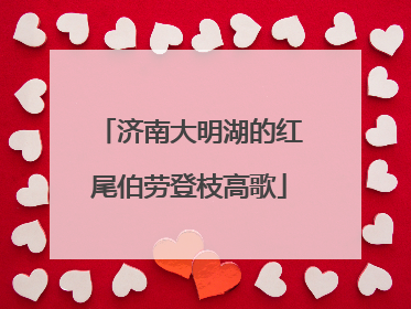 济南大明湖的红尾伯劳登枝高歌