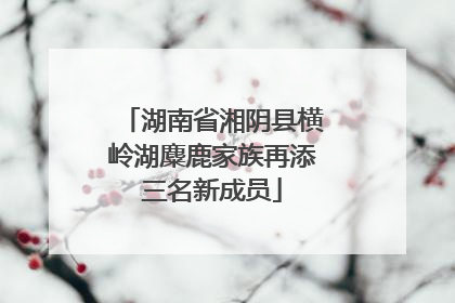 湖南省湘阴县横岭湖麋鹿家族再添三名新成员
