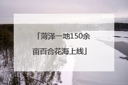 菏泽一地150余亩百合花海上线