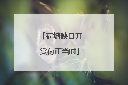 荷塘映日开 赏荷正当时