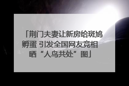 荆门夫妻让新房给斑鸠孵蛋 引发全国网友竞相晒“人鸟共处”图