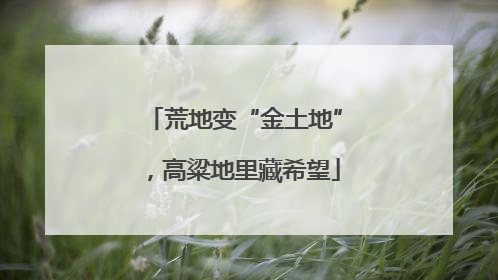 荒地变“金土地”，高粱地里藏希望