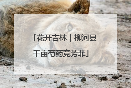 花开吉林｜柳河县千亩芍药竞芳菲