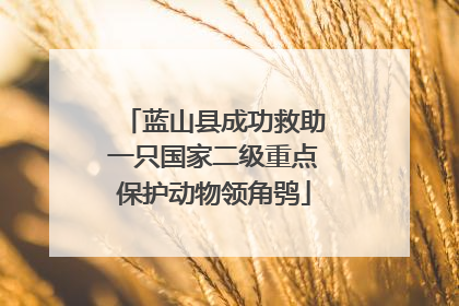 蓝山县成功救助一只国家二级重点保护动物领角鸮
