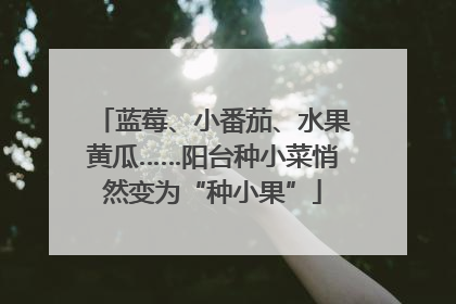 蓝莓、小番茄、水果黄瓜……阳台种小菜悄然变为“种小果”