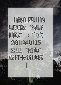 藏在四川的现实版“绿野仙踪”：宜宾深山罕见15公里“稻海”成打卡新地标