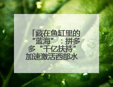 藏在鱼缸里的“蓝海”：拼多多“千亿扶持”加速激活西部水族大市场