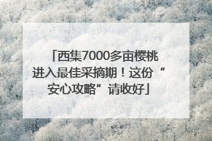 西集7000多亩樱桃进入最佳采摘期！这份“安心攻略”请收好
