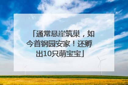 通常悬崖筑巢，如今首钢园安家！还孵出10只萌宝宝