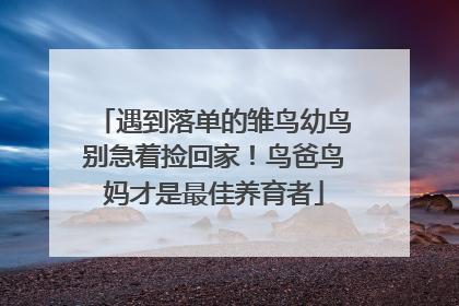 遇到落单的雏鸟幼鸟别急着捡回家！鸟爸鸟妈才是最佳养育者