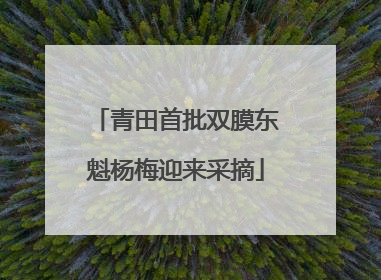 青田首批双膜东魁杨梅迎来采摘