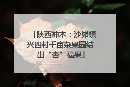陕西神木：沙峁镇兴四村千亩杂果园结出“杏”福果