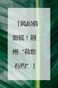 风起倩影摇！荆州“荷您有约”
