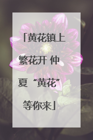 黄花镇上繁花开 仲夏“黄花”等你来