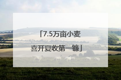 7.5万亩小麦喜开夏收第一镰
