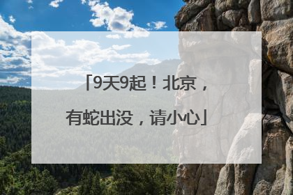 9天9起！北京，有蛇出没，请小心